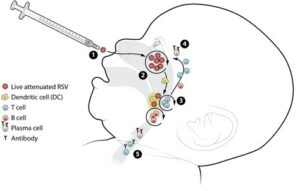 does rsv vaccine contain live virus