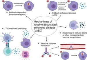 rsv vaccine mechanism of action